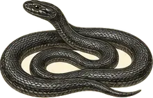 Black Swamp Snake