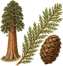 Giant Sequoia