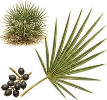 Saw Palmetto