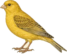 Island Canary