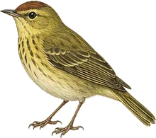 Palm Warbler