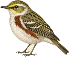 Chestnut-sided Warbler