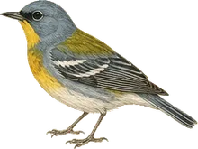 Tropical Parula