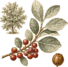 Silver Buffaloberry