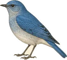 Mountain Bluebird
