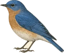 Western Bluebird