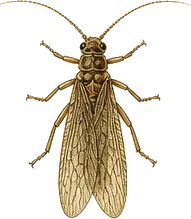 Alderfly