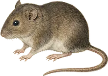 Black-bellied Cotton Rat