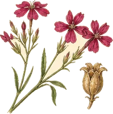 Royal Catchfly