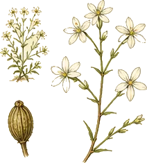 Starry Campion