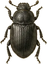 American Carrion Beetle (Silpha)