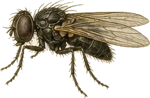 Black Fly