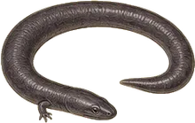 Lesser Siren