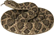 Eastern Massasauga