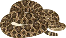 Pygmy Rattlesnake