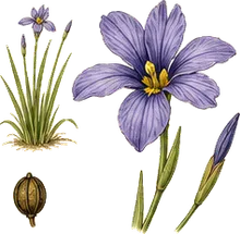 Blue-eyed Grass