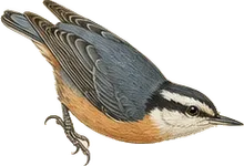 Red-breasted Nuthatch