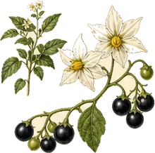 Black Nightshade