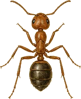 Red Imported Fire Ant