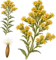 Zigzag Goldenrod
