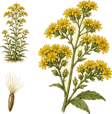 Gray Goldenrod