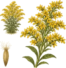 Sweet Goldenrod