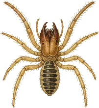 Sun Spider
