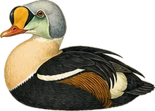 King Eider