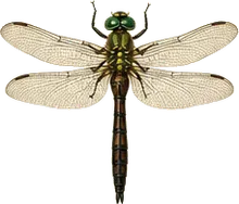 Hine's Emerald Dragonfly