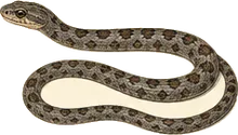 Ground Snake