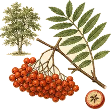 American Mountain Ash