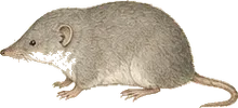 Arctic Shrew