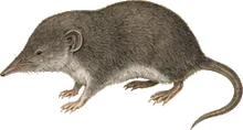 Pacific Water Shrew