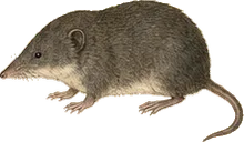 Masked Shrew