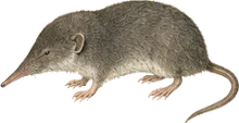 Southeastern Shrew
