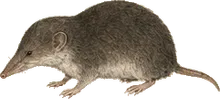 Dwarf Shrew
