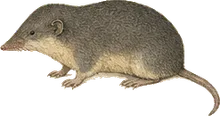 Pacific Shrew
