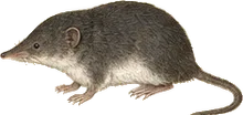 American Water Shrew
