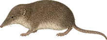 Preble's Shrew