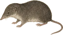 San Cristobal Shrew