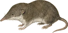 Vagrant Shrew