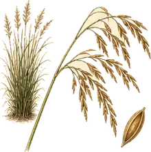 Indiangrass