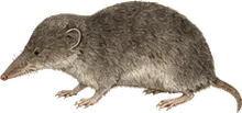Sorex ugyunak