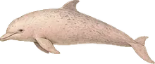 Indo-Pacific Humpback Dolphin