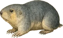 Coruro