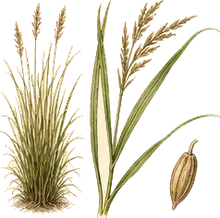 Smooth Cordgrass