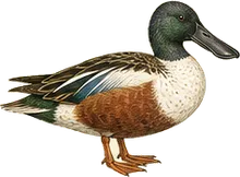 Northern Shoveler