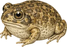 Mexican Spadefoot