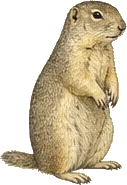 California Ground Squirrel