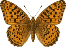 Great Spangled Fritillary
